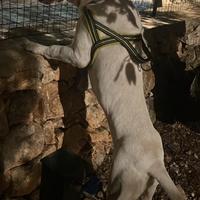 Dogo argentino maschio