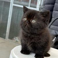 Persiano esotico gatto