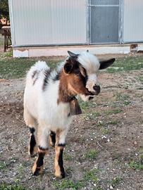 Capretto nano tibetano maschio - 6 mesi - occhi az