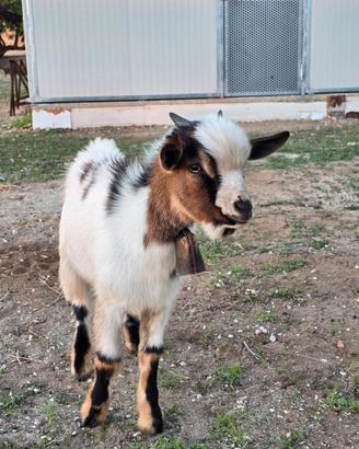 Capretto nano tibetano maschio - 6 mesi - occhi az