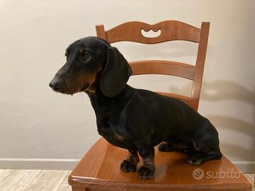  bassotto 4,5 kg per accoppiamento