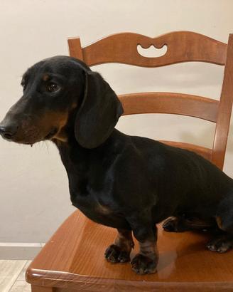  bassotto 4,5 kg per accoppiamento