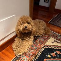 SOS Vero Amore - Barboncino Nano