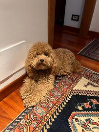 SOS Vero Amore - Barboncino Nano