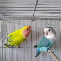 Coppia pappagalli inseparabili