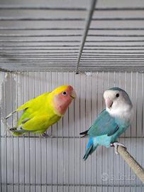 Coppia pappagalli inseparabili