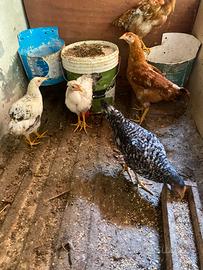 Galline