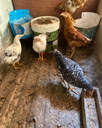 Galline