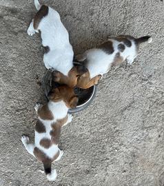 Cuccioli di jack Russell