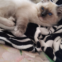 Ragdoll con pedigree