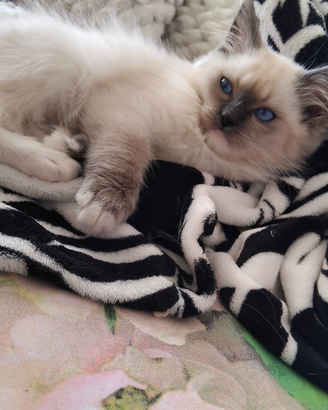 Ragdoll con pedigree