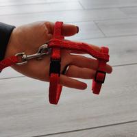 Guinzaglio per Gatti