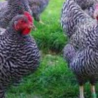 Galline amrock, wyandotte e uova