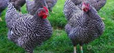 Galline amrock, wyandotte e uova