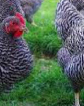 Galline amrock, wyandotte e uova