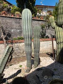 Piante grasse