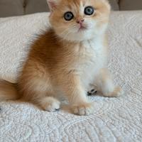 British shorthair black golden ny12