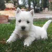 West Highland White Terrier