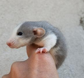 Rattini da compagnia