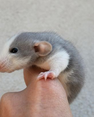Rattini da compagnia