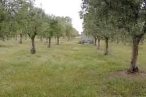 Oliveto 
