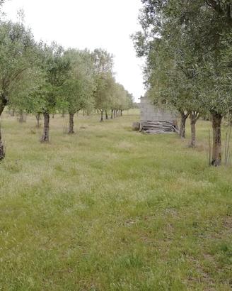 Oliveto 