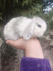 Minilop cuccioli