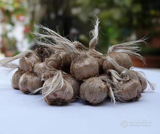 Bulbi di zafferano