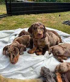 Cuccioli bassotti merle