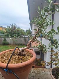 Prebonsai ulivo
