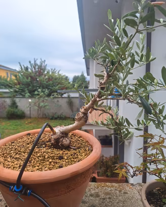 Prebonsai ulivo