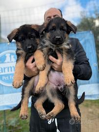 Cuccioli di pastore tedesco