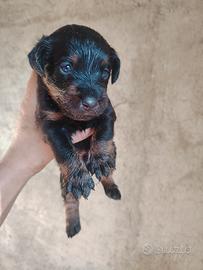 Jack