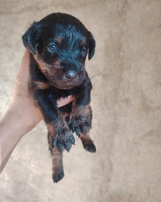 Jack