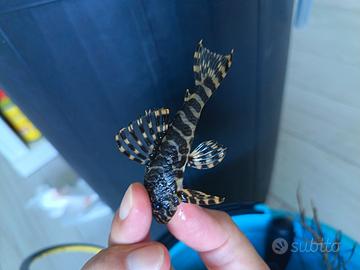 Coppia peckoltia compta