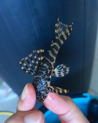 Coppia peckoltia compta