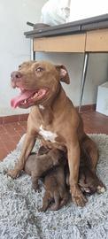 Pitbull red nose