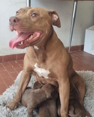 Pitbull red nose