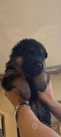 Cane pastore tedesco