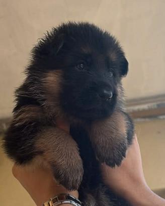 Cane pastore tedesco