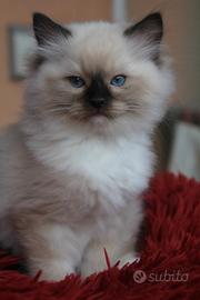 NATHANIEL gattino razza ragdoll con pedigree