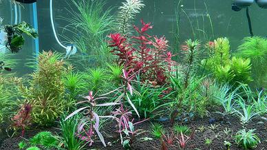 Piante acquatiche dalle mie vasche A/E
