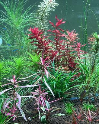 Piante acquatiche dalle mie vasche A/E