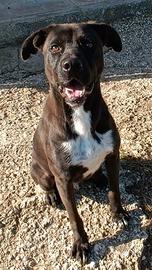 Nerone un "cangatto" da adottare