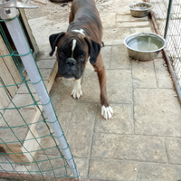 Stallone boxer originale