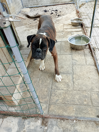 Stallone boxer originale