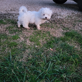 Maltesini toy cuccioli 2 femmine