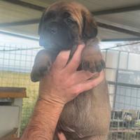 Cuccioli di cane corso