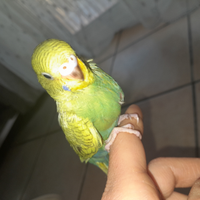 Cocorito allevato a mano