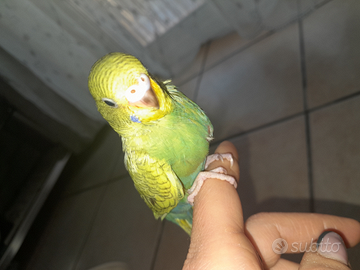 Cocorito allevato a mano